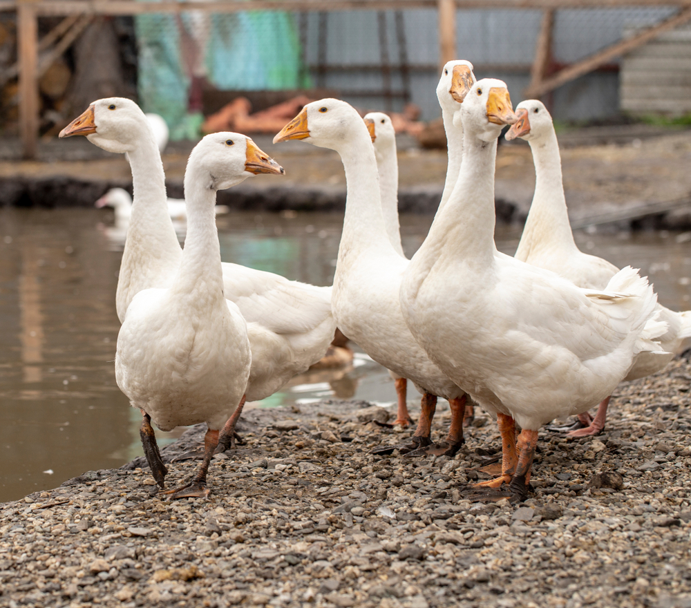 гусятник на 20 гусей зимний. стишок про гуся. зимний сарай для гусей. презентация домашние гуси. гусь гусыня гусенок семья.